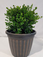 Little Missy Boxwood in a Garden Planter