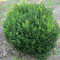 Little Missy Boxwood planted in ground