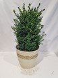 Green Mountain Boxwood in a Table Pot