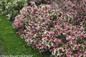 Czechmark Trilogy Weigela Shrub Covered in Flowers