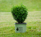 NewGen Freedom® Boxwood Bush in Nursery Pot