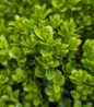 NewGen Independence® Boxwood glossy foliage