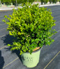 NewGen Independence® Boxwood in nursery