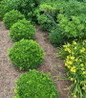 NewGen Independence® Boxwood planted in a row