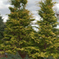 Cripps Golden Hinoki Cypress Growing in the Sunlight
