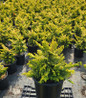 Fernspray Gold Hinoki Cypress container plant