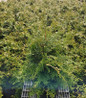 Compact Hinoki Cypress in pot