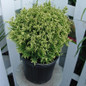 Cream Ball Japanese Falsecypress compact evergreen