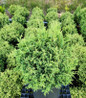 Cream Ball Japanese Falsecypress in pot
