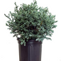 True Blue False Cypress in a Nursery Container