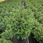 True Blue False Cypress in nursery