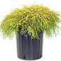 Gold Thread Cypress in a Nursery Container