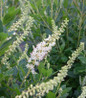 Summersweet fragrant white flower spikes