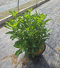 Summersweet nursery container plant