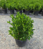 Hummingbird Summersweet container crop