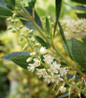 Hummingbird Summersweet white flower spikes