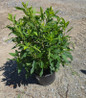 Ruby Spice Summersweet #3 container