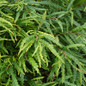 Sweet Fern foliage focus