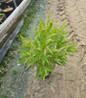 Sweet Fern in nursery