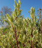Ivory Halo Dogwood variegated green foliage