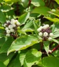 Bailey Red Twig Dogwood white flower clusters