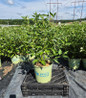 Cardinal Red Twig Dogwood in pot.jpg
