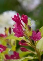 Pink Sonic Bloom Ghost Weigela Flowers Close Up