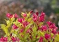 Sonic Bloom Ghost Weigela Branches Stems Leaves Flowers