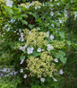 Climbing Hydrangea flowering vine