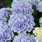 Elizabeth Ashley Hydrangea Petals Close Up