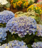 Elizabeth Ashley Bigleaf Hydrangea blue blooms