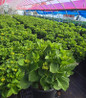 Elizabeth Ashley Hydrangea in nursery