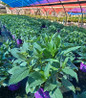 Light O Day Hydrangea in nursery
