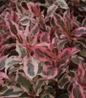 My Monet® Weigela foliage close up
