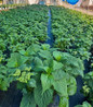 Blue Billow Hydrangea in nursery