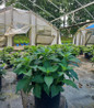 Blue Billow Mountain Hydrangea in pot