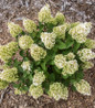 Little Hottie Panicle Hydrangea white blooms