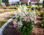 Candelabra™ Hydrangea on the Side