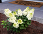 Moonrock™ Hydrangea in Front