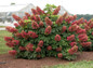 Mature Ruby Slippers Oakleaf Hydrangea With Red Flowers 1