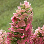 Ruby Slippers Oakleaf Hydrangea