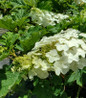 Ruby Slippers Oakleaf Hydrangea