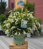 Fountains of Rouge Virginia Sweetspire nursery container plant