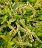 Fountains of Rouge Virginia Sweetspire arching habit