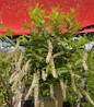 Fountains of Rouge™ Virginia Sweetspire in branded pot