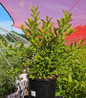 Henrys Garnet Virginia Sweetspire in pot
