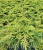 Gold Star Juniper nursery container plant