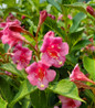 Snippet Dark Pink Weigela bright pink blooms