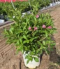 Snippet Dark Pink Weigela nursery #2 container plant