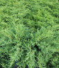 Compact Pfitzer Juniper dense evergreen foliage